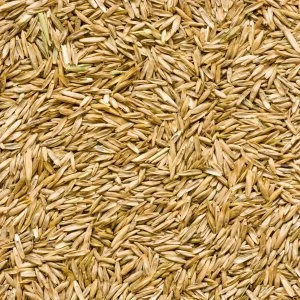 Seed & Turf